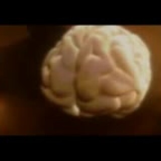 The-Developing-Teenage-Brain